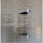 Black-winged Stilt