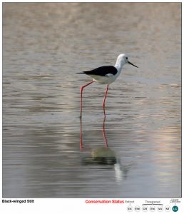 Black-winged Stilt