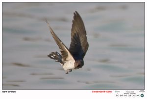 Barn Swallow