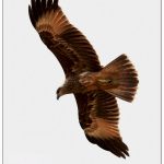 Brahminy Kite