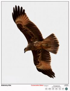 Brahminy Kite