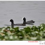 Eurasian Coot