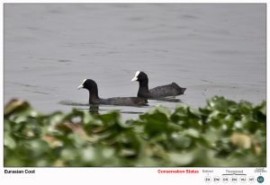 Eurasian Coot