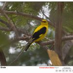 Golden Oriole