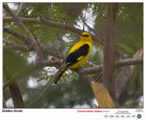 Golden Oriole