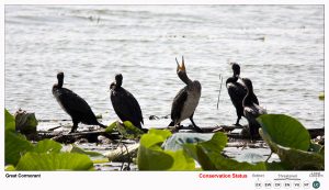 Great Cormorant