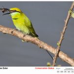 Green Bee Eater