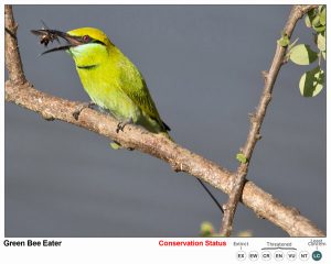 Green Bee Eater