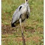 Grey Heron