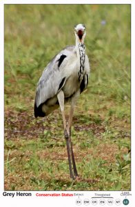 Grey Heron