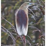 Indian Pond Heron