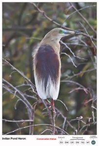 Indian Pond Heron