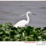 Little Egret