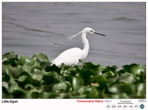 Little Egret