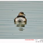 Little Grebe