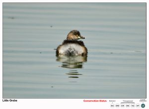 Little Grebe