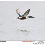 Northern Shoveler