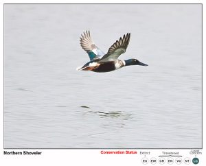 Northern Shoveler