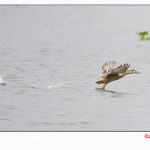 Northern Shoveler