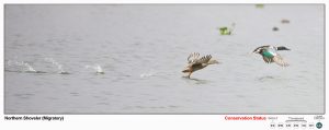 Northern Shoveler