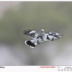 Pied Kingfisher