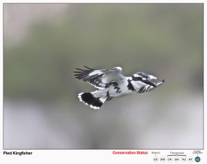 Pied Kingfisher