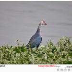 Purple Swamp Hen