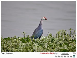 Purple Swamp Hen