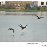 Spot Billed Ducks