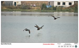 Spot Billed Ducks