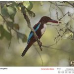 White Throated KIngfisher