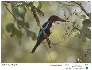 White Throated KIngfisher