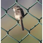 Wren - Warbler