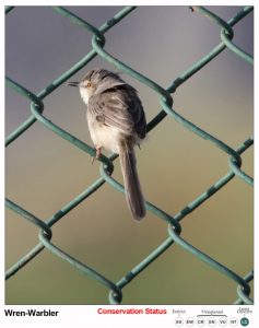 Wren - Warbler