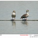 Spot Billed Duck