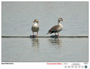 Spot Billed Duck