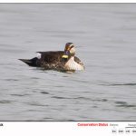 Spot BIlled Duck