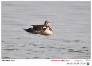 Spot BIlled Duck