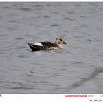 Spot Billed Duck