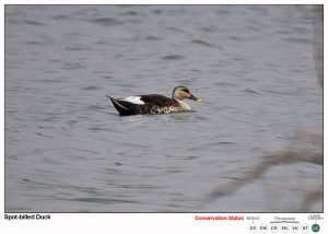 Spot Billed Duck