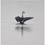 Spot Billed Duck