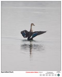 Spot Billed Duck