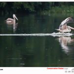 Spot Billed Pelican