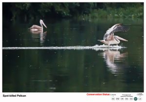 Spot Billed Pelican