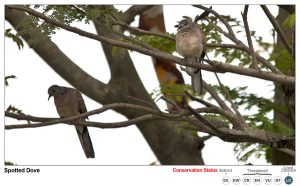 Spotted Dove