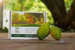 Regional New Years and the Importance of Mango Trees - Fortius Infra