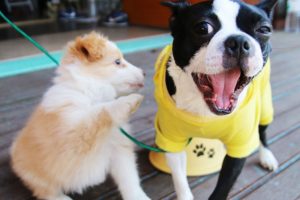 The Rise in Pet-Friendly Cafes in Bangalore - Fortius Infra