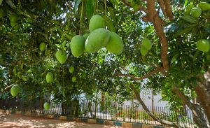 An Ode to Mangoes Grown at Under the Sun